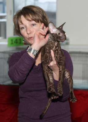 �������� ����� '������� ���-�����' 30 ������-1 ������� 2013., WCF-����� 4203